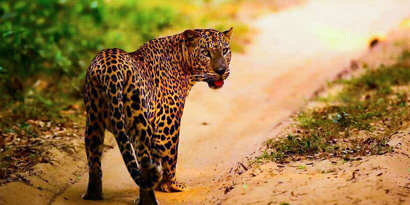 Anuradhapura: Full-Day Wilpattu All Inclusive Private Safari - The ride, comfort, and group size