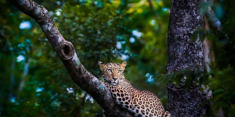 Anuradhapura: Full-Day Wilpattu All Inclusive Private Safari - Is $90 a fair price?