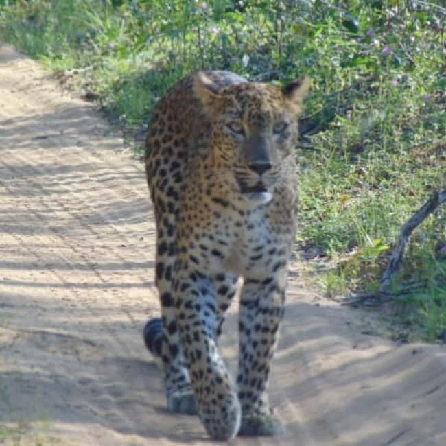 Anuradhapura: Full-Day Wilpattu All Inclusive Private Safari - Who will enjoy this safari most?