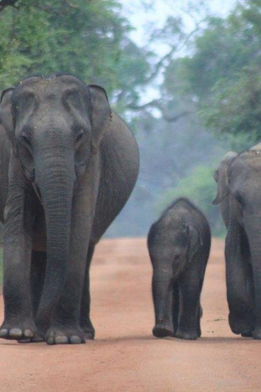 Arugam Bay: Yala Safari & DropOff in Ella - Safari + Transit - Who will enjoy this most