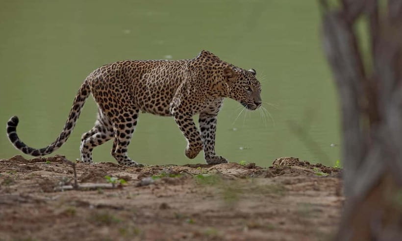 Arugam Bay: Yala Safari & DropOff in Ella - Safari + Transit - From Yala’s dry scrub to Ella’s cool hills