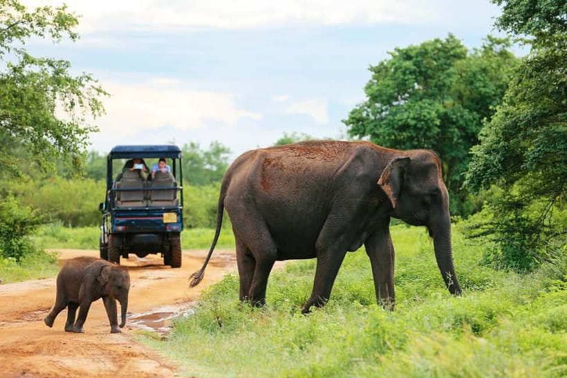 Arugam Bay: Yala Safari & DropOff in Ella - Safari + Transit - Leaving Arugam Bay early in the day