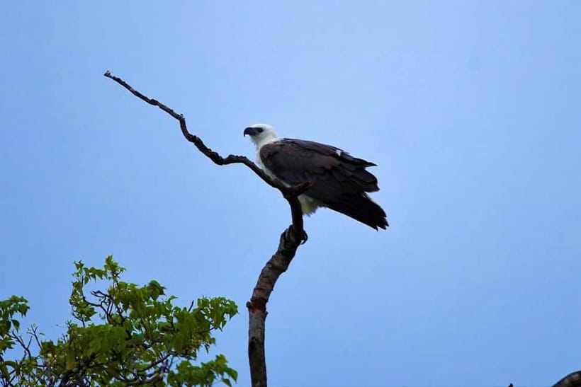 Arugambay :Pottuvil Lagoon Mangrove Eco Boat Safari Tours - Should you book the Pottuvil Lagoon safari?