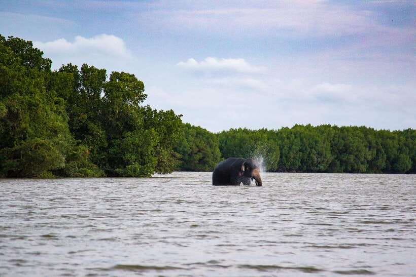 Arugambay :Pottuvil Lagoon Mangrove Eco Boat Safari Tours - Birds, bats, fish, and reptiles along the banks
