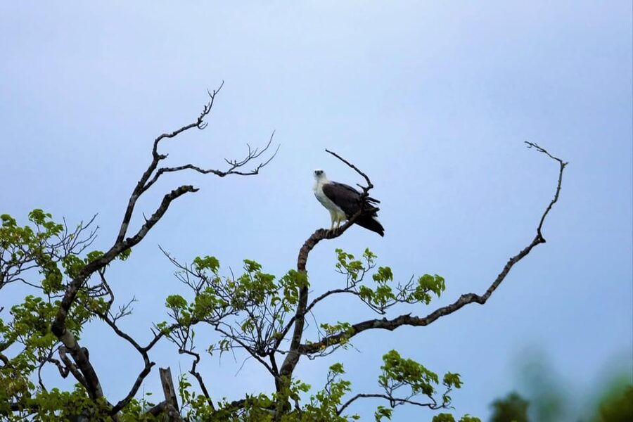 Arugambay :Pottuvil Lagoon Mangrove Eco Boat Safari Tours - Sunrise or sunset: choosing the right departure