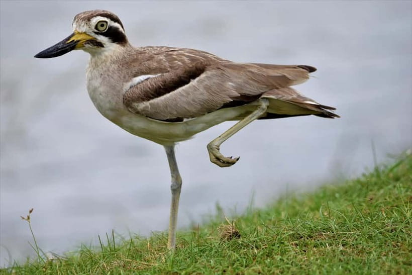 Arugambay :Pottuvil Lagoon Mangrove Eco Boat Safari Tours - What the $32 price delivers