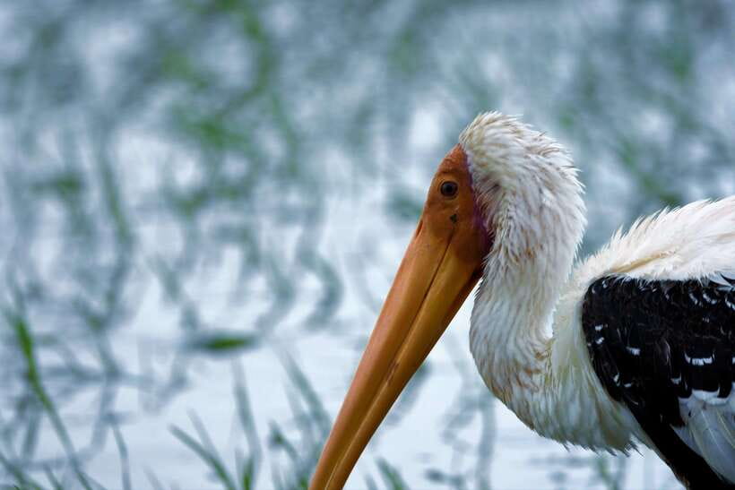 Arugambay :Pottuvil Lagoon Mangrove Eco Boat Safari Tours - Practical tips for a better outing