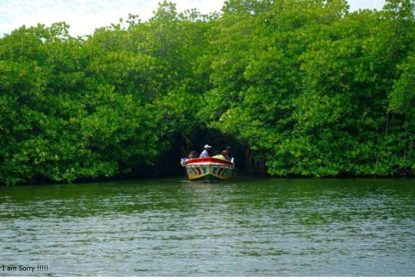 Bentota: All Inclusive Galle Dutch Fort & Madu River Safari - Guide quality, driving, and the points to clarify