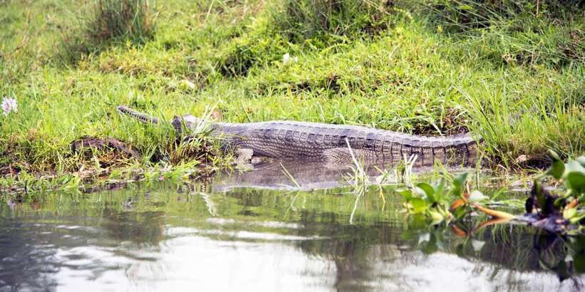 Bentota beach, River Mangroves lagoon, Wildlife Tour - Quick reasons to consider this Bentota outing