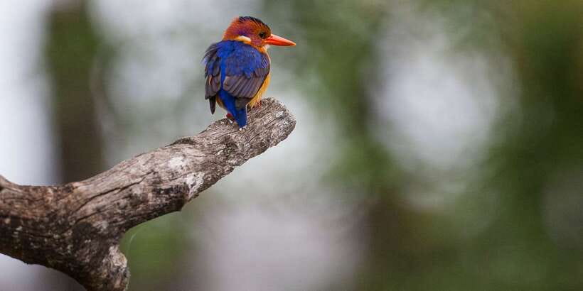 Bentota beach, River Mangroves lagoon, Wildlife Tour - Setting out from Aida Gems & Jewellery
