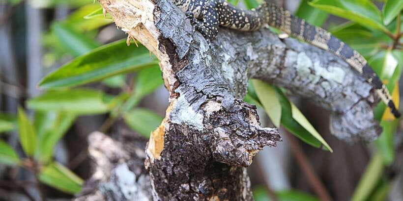 Bentota beach, River Mangroves lagoon, Wildlife Tour - The animals you have a fair chance of seeing