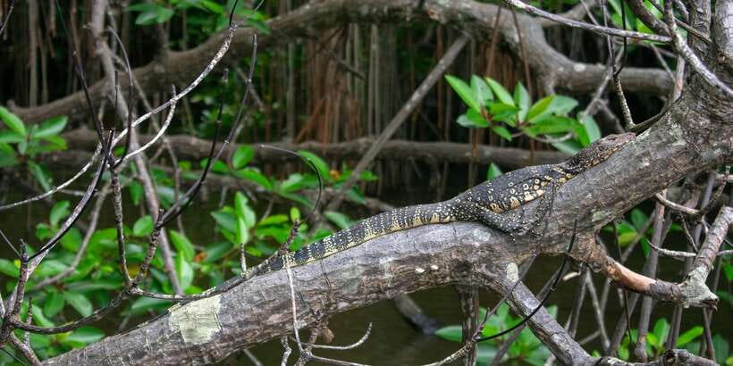 Bentota beach, River Mangroves lagoon, Wildlife Tour - A King Coconut makes a useful pause