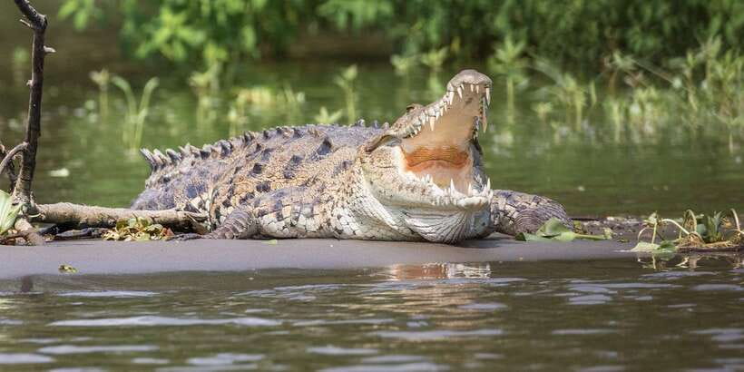 Bentota beach, River Mangroves lagoon, Wildlife Tour - Bentota Beach from shore and water