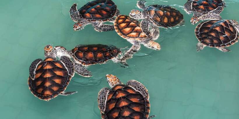 Bentota beach, River Mangroves lagoon, Wildlife Tour - Is $30 a fair price?