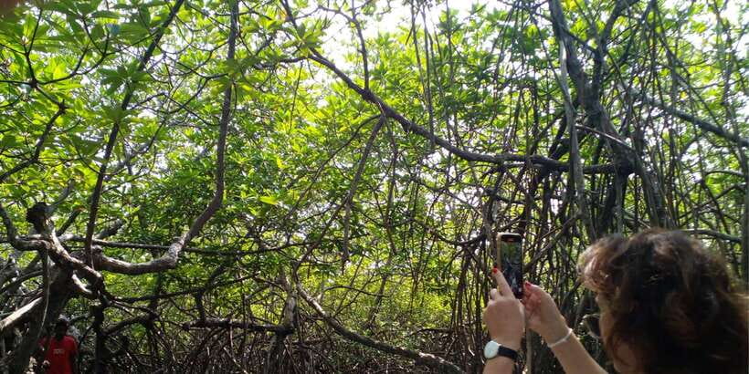 Bentota beach, River Mangroves lagoon, Wildlife Tour - Reading the Bentota River through the mangroves