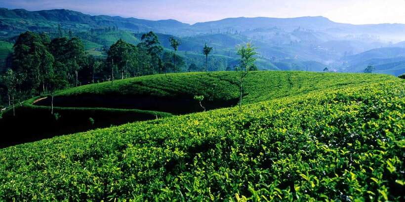 Bentota/Kalutara/Hikkaduwa/Galle/Mirissa: Day Trip to Ella - Why this Ella day trip makes sense from the south coast