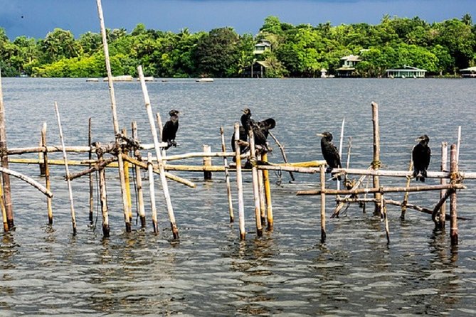 Bentota River Boat Safari with Private Boat Beruwala/Bentota/Kosgoda/Ahungalla - Crocodiles, monitors, monkeys, and birds