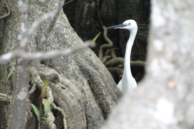Bentota River Safari - Key points at a glance