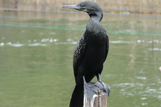 Bentota River Safari - Comfort, clothing, and family suitability