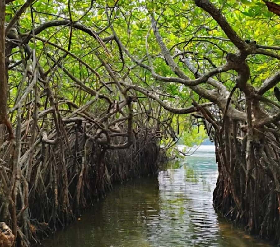 Bentota River Safari -Ahungalla/Bentota/Aluthgama/Kosgoda - What the Bentota River Safari actually involves