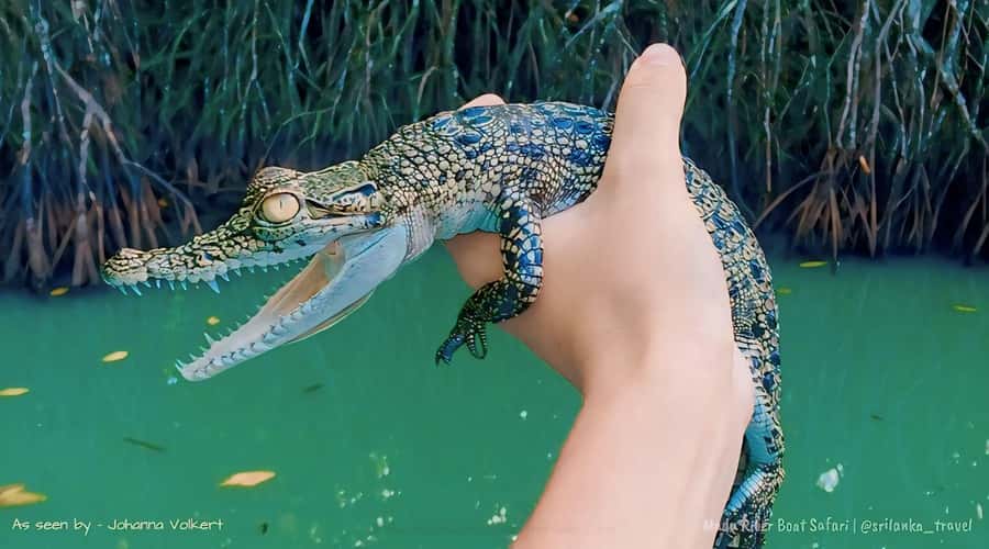 Bentota River Safari -Ahungalla/Bentota/Aluthgama/Kosgoda - The two-hour boat ride through the mangroves
