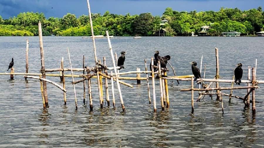 Bentota River Safari -Ahungalla/Bentota/Aluthgama/Kosgoda - Private groups, language, and comfort