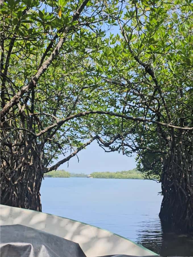 Bentota River Safari -Ahungalla/Bentota/Aluthgama/Kosgoda - How to make the most of the safari