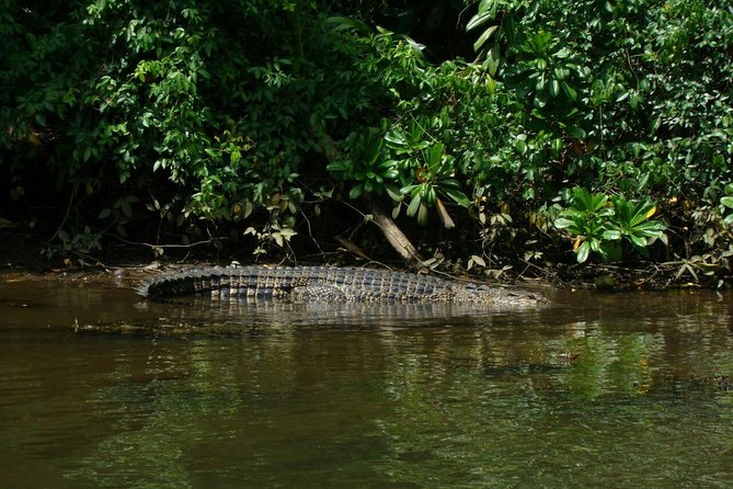 Bentota River Safari By BTM (Mangrove & Wildlife Encounter) - What the Bentota River Safari Actually Is