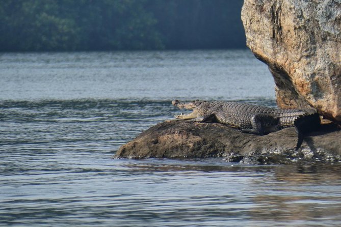 Bentota River Safari By BTM (Mangrove & Wildlife Encounter) - Choosing Morning or Afternoon