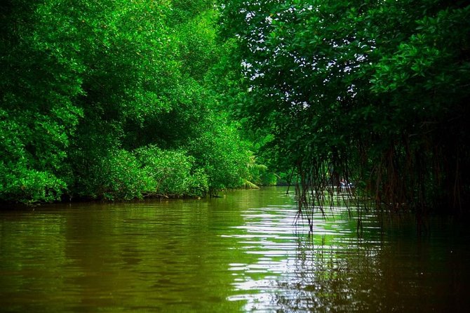 Bentota River Safari By BTM (Mangrove & Wildlife Encounter) - Who Will Enjoy This Most