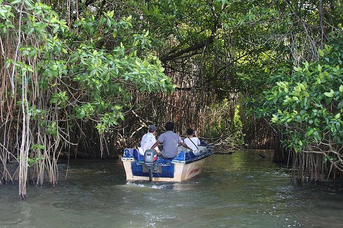 Bentota River Safari By BTM (Mangrove & Wildlife Encounter) - Practical Details Before You Book