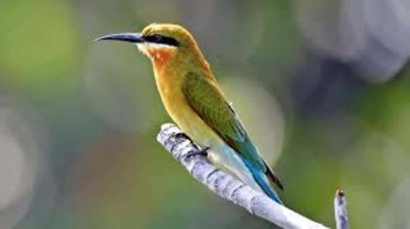 Bentota: River Safari with Hotel Pickup and Drop-Off - Key points at a glance