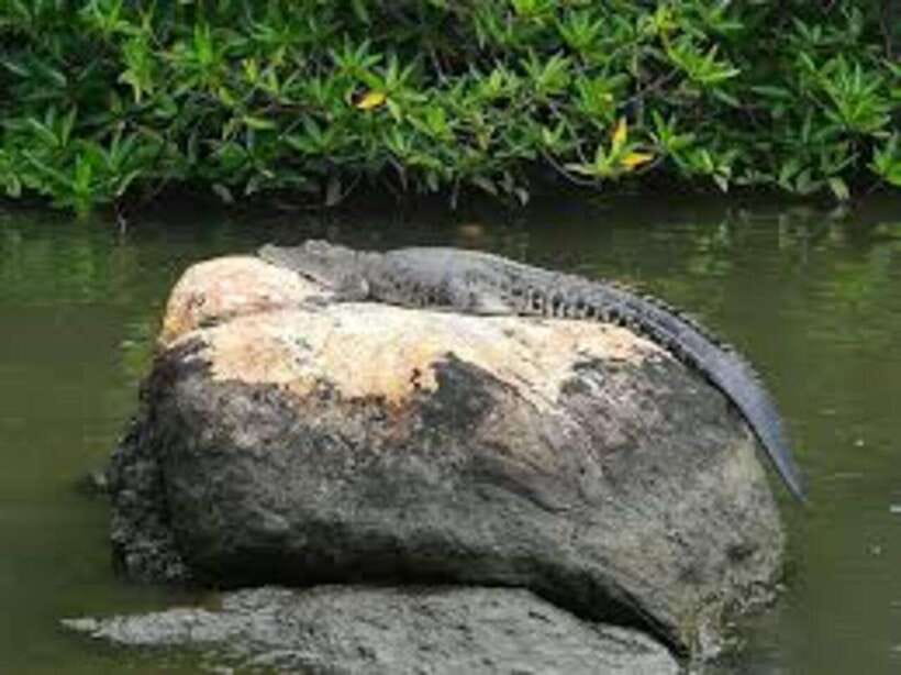 Bentota: River Safari with Hotel Pickup and Drop-Off - Crocodiles, snakes, bats, and birds