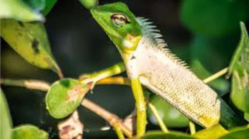 Bentota: River Safari with Hotel Pickup and Drop-Off - What the reviews reveal about animal sightings