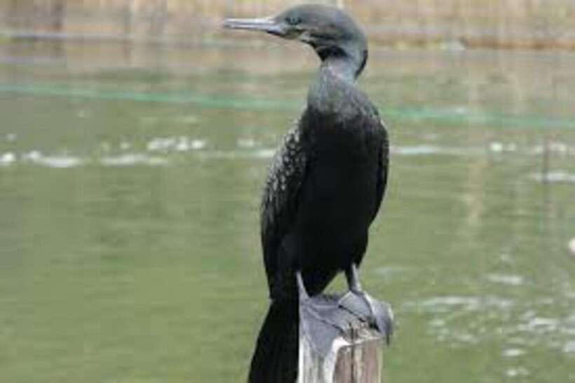 Bentota: River Safari with Hotel Pickup and Drop-Off - Pickup from five coastal areas