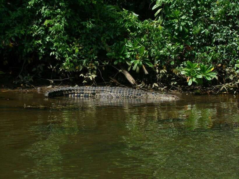 Bentota River Safari with Mangrove and Wildlife Encounter - Guides who turn a boat ride into a safari