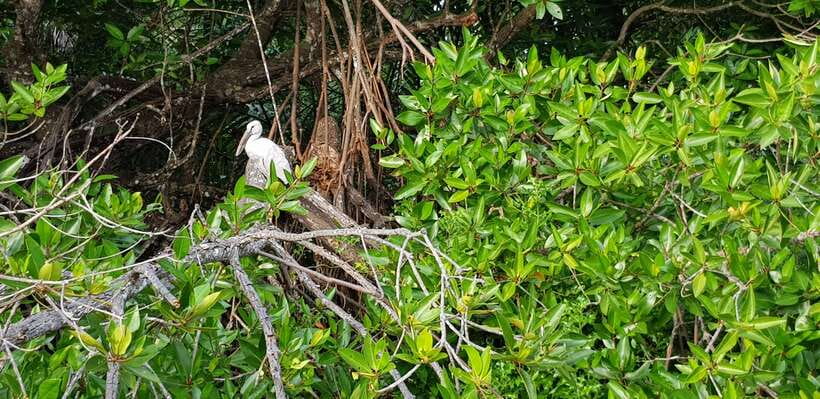 Bentota River Safari with Mangrove and Wildlife Encounter - Is $20 good value?