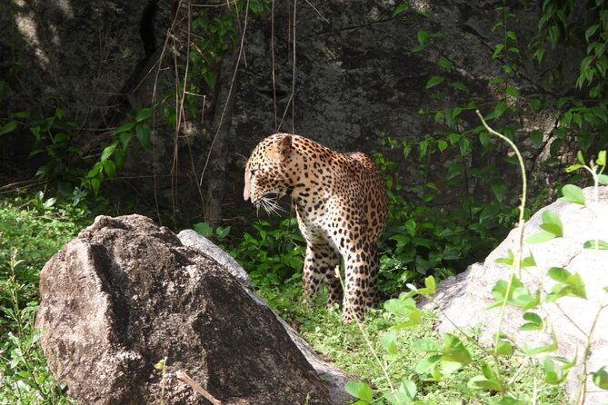 Best Value Yala Safari: Spot Leopards, Elephants & Bears (Shared) - The Twelve-Hour Route: More Time, More Patience