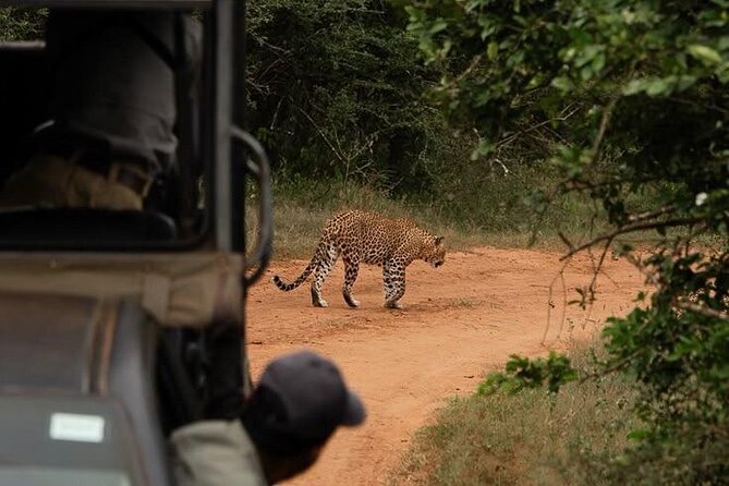 Best Value Yala Safari: Spot Leopards, Elephants & Bears (Shared) - Leopards, Elephants, Bears, and Smaller Finds