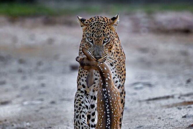 Best Value Yala Safari: Spot Leopards, Elephants & Bears (Shared) - How Much Value Do You Get for $20?