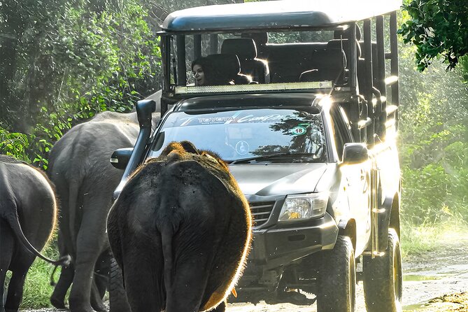Best Yala Shared Leopard Safari: Tissamaharama Wildlife Tours - Why this Yala safari makes sense for budget-conscious visitors