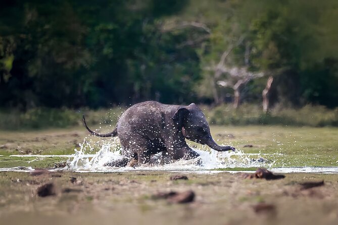 Best Yala Shared Leopard Safari: Tissamaharama Wildlife Tours - What the guide adds to the day