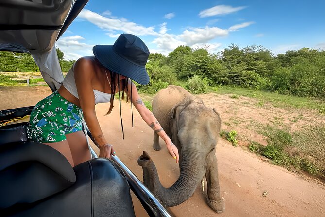 Best Yala Shared Leopard Safari: Tissamaharama Wildlife Tours - Wildlife sightings: enjoy the common animals too