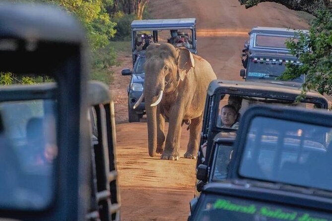 Best Yala Shared Leopard Safari: Tissamaharama Wildlife Tours - Pickup, snacks, and the practical side of the day