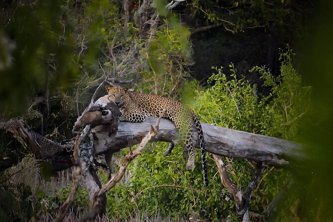 Best Yala Shared Leopard Safari: Tissamaharama Wildlife Tours - The best match for each tour length