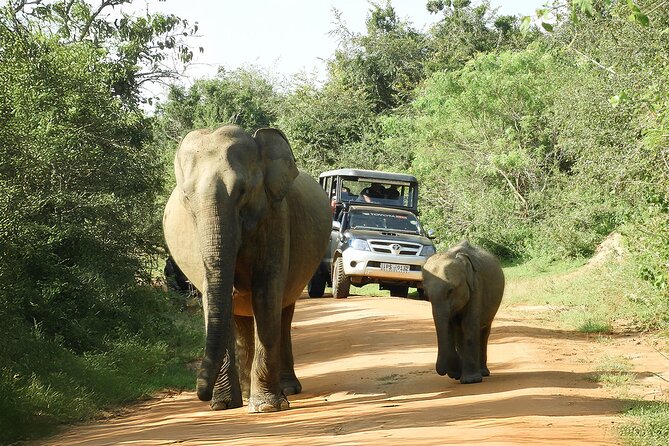 Best Yala Shared Leopard Safari: Tissamaharama Wildlife Tours - Who should book this shared safari