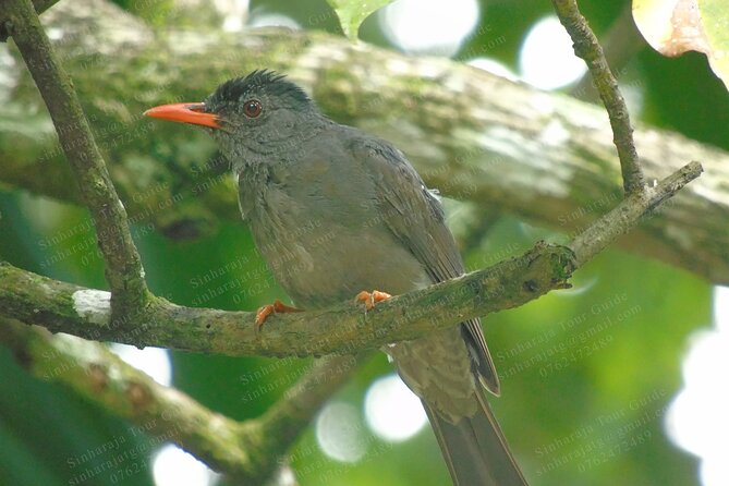Bird Watching Tours in Sinharaja Rain Forest - Why Sinharaja works so well for birdwatching
