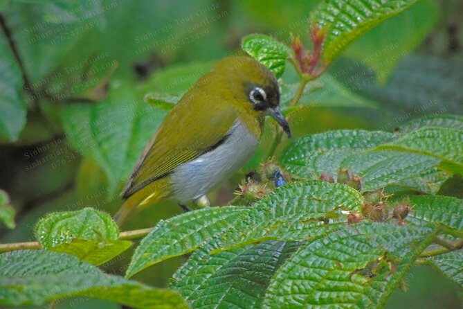 Bird Watching Tours in Sinharaja Rain Forest - A guide who can explain calls, habitats, and forest life