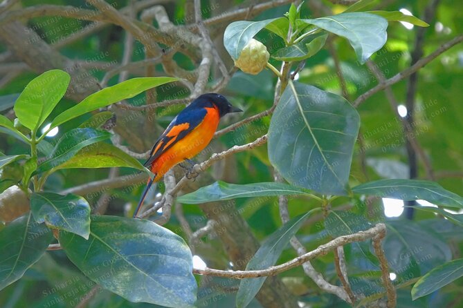Bird Watching Tours in Sinharaja Rain Forest - What the included breakfast and equipment mean