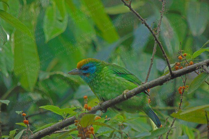 Bird Watching Tours in Sinharaja Rain Forest - Photography, video, and the value of going private